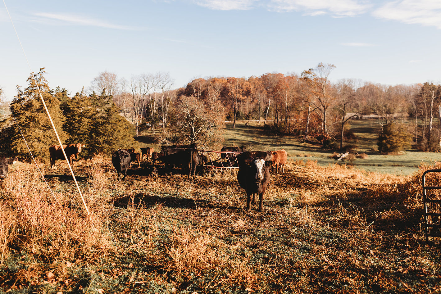 Cows grazing in a field with trees and a clear sky